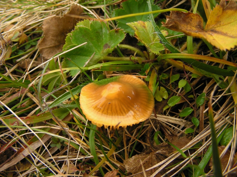 Viva le Hygrocybe!!!